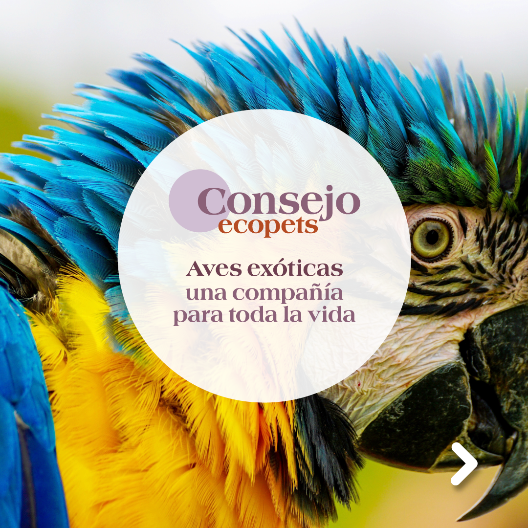 Aves exóticas: Una compañía para toda la vida