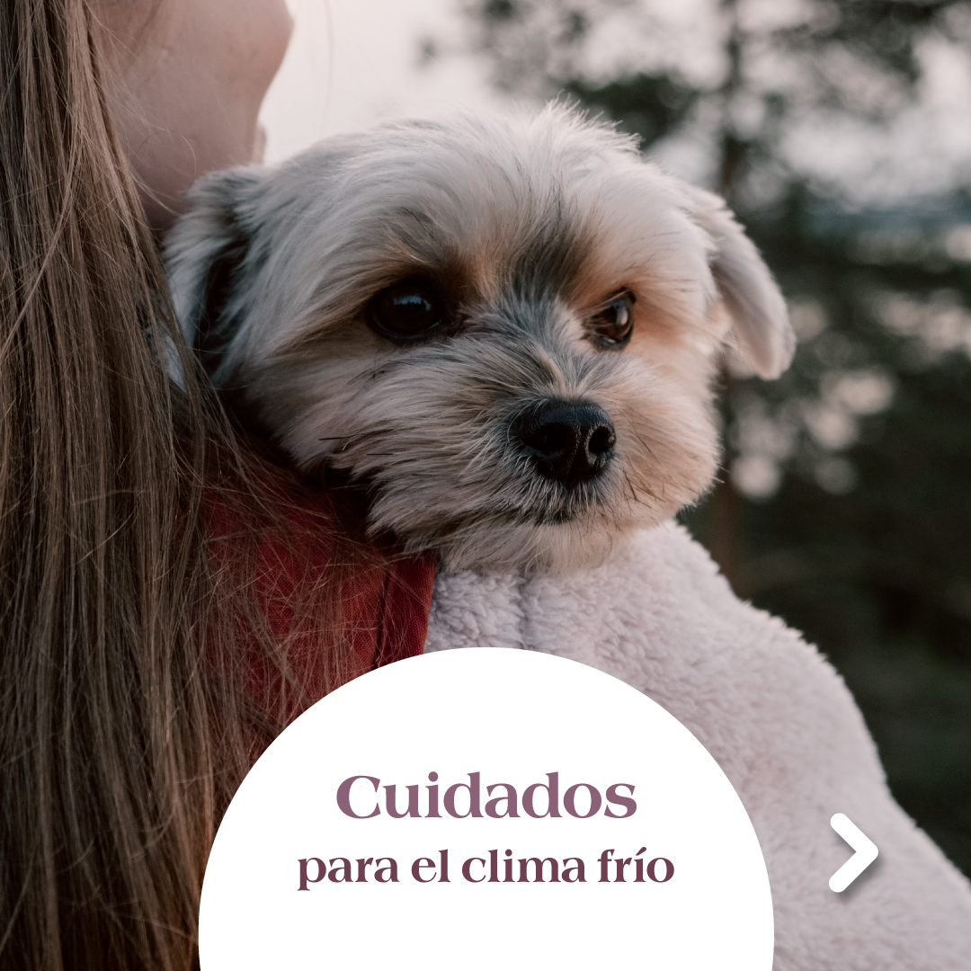 Cuidados en clima frío